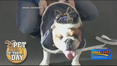 VIDEO: Drake University Crowns Most Beautiful Bulldog 