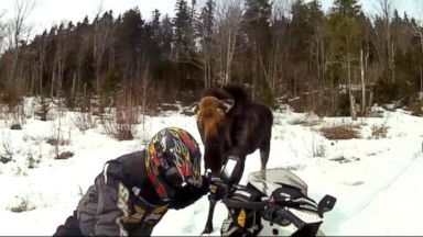 VIDEO: Authorities in Jackman, Maine, say the Powells might have committed a misdemeanor by following the moose.