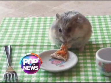 VIDEO: Another Tiny Hamster Eats Tiny Pizza