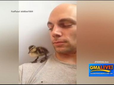 VIDEO: Orphaned Duck, Homeless Squirrel Raised by Humans