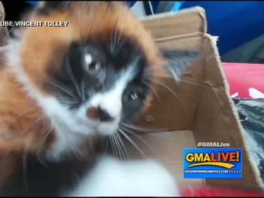 VIDEO: Ginger Zee and Sara Haines with a panda that looks like a kitten.