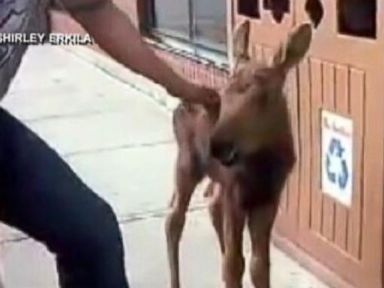 VIDEO: The Canadian man stopped for a caffeine fix on way to take the moose to an animal clinic.