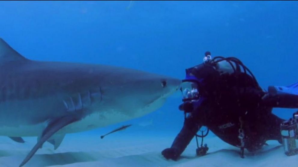 Video 'Shark Whisperer' Hopes To Show Vicious Animals' Softer Side ...