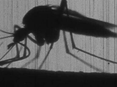 VIDEO: What If Mosquitoes were Annihilated?