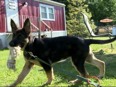 VIDEO: Puppy Drives Car into Pond