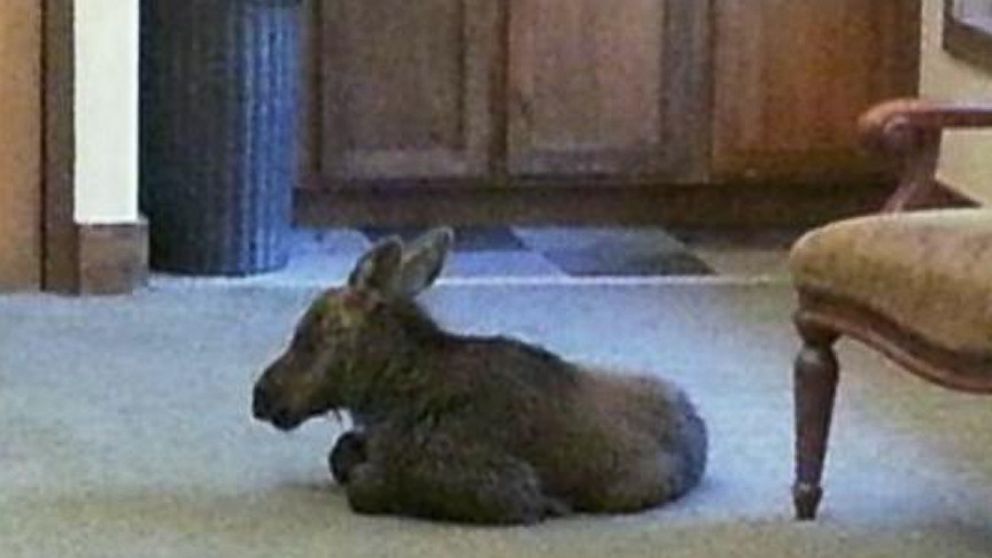Baby Moose Crashes Hotel Video Abc News