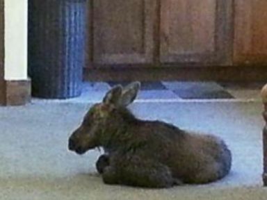 VIDEO: A Colorado hotel had an unlikely guest in its lobby.