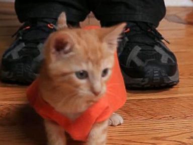 VIDEO: 'Orange is the New Black' As Told By Kittens