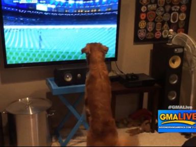 VIDEO: George followed the ball while watching the big game.