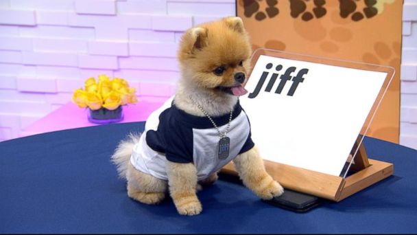 bekræfte selvmord værdighed Video Jiff the Dog Kicks Off 'GMA's' Dog Vs. Dog' Contest - ABC News