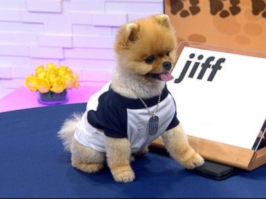 VIDEO: Jiff the Dog Kicks Off 'GMA's' Dog Vs. Dog' Contest