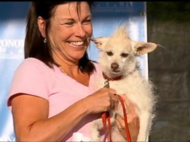 VIDEO: Hideous Pooches Fight for the Title of 'World's Ugliest Dog'