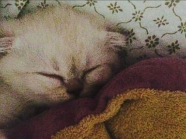 VIDEO: Taylor Swift's new kitten, Olivia Benson, seems to be settling into life on the road.