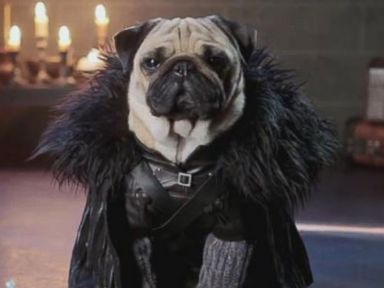 VIDEO: Adorable pugs reenact scenes from the popular HBO show, "Game of Thrones."