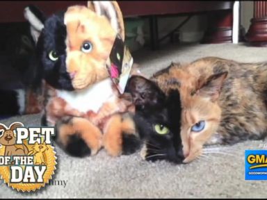 VIDEO: Two-Faced Cat Is the Newest Viral Pet Celebrity