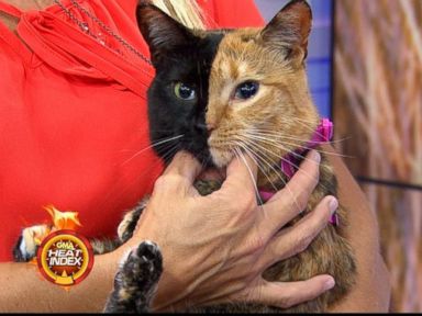 VIDEO: Meet Venus, the Majestic Two-Toned-Faced Cat