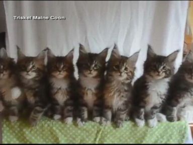 VIDEO: Cute Kitten Video Goes Viral