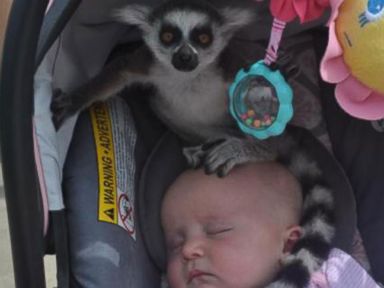 VIDEO: 'Ma'am, There Is A Lemur On Your Baby.'