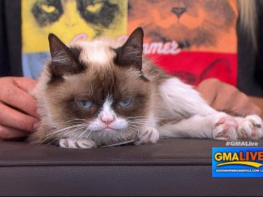 VIDEO: 'Friskies' New Video 'Cat Summer' Goes Viral