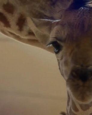 VIDEO: 'GMA' Hot List: Jordan Patch shares the latest news on April the giraffe's calf