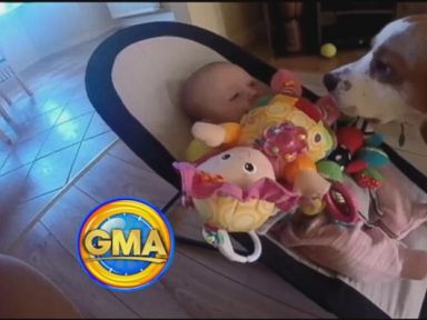 VIDEO: Dog Brings Crying Baby Toys