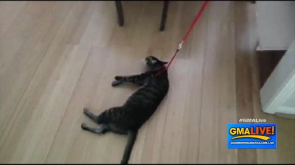 Video Hilarious Cat Doesn T Want To Go For A Walk Abc News