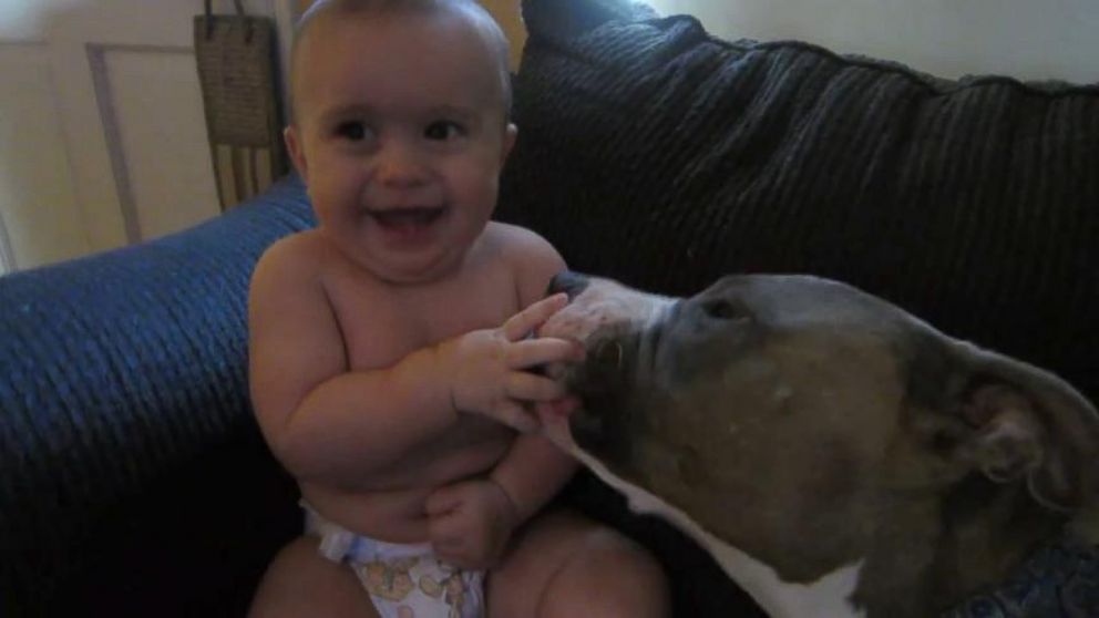 Cute Baby Dog Video Little Boy Laughs As Pitbulls Licks Him All