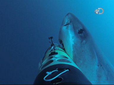 VIDEO: Scientists watched as a shark bit into a remote-controlled underwater camera.