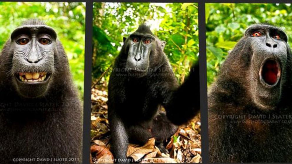 Monkey Selfie: Image Gallery (List View)