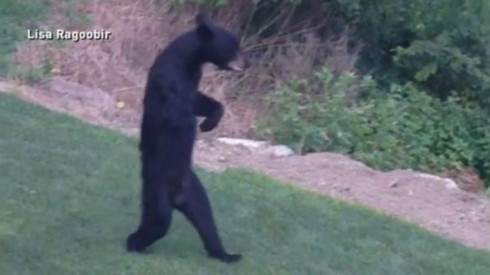 New Jersey s Walking  Bear Mystery Solved Video ABC News