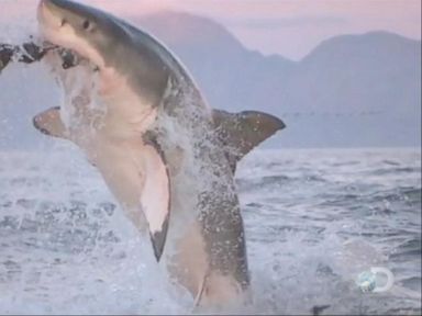 VIDEO: The Hunt For Mega Great White Shark Named Collossus