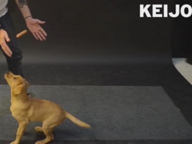 VIDEO: Watch dogs react as magician Jose Ahonen levitates hot dogs in front of them.