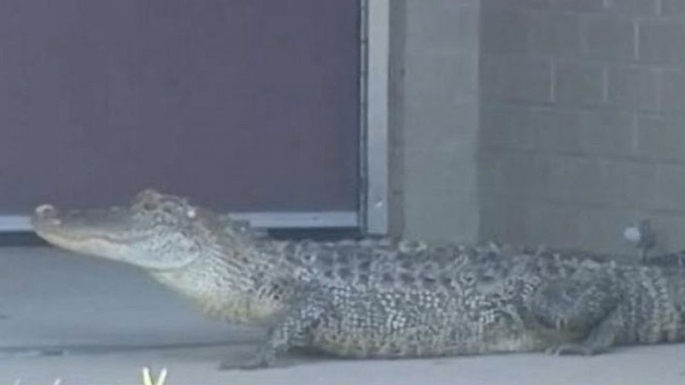 Video Gator Shows Up on School's Doorstep - ABC News