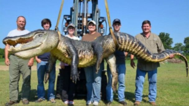 Video Record Breaking Alligator Hunting Season Abc News 