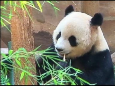 VIDEO: A 6-year-old Giant Panda in China is believed to have feigned pregnancy to get food and better accommodations.