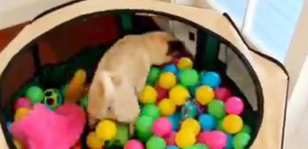 puppy playland ball pit