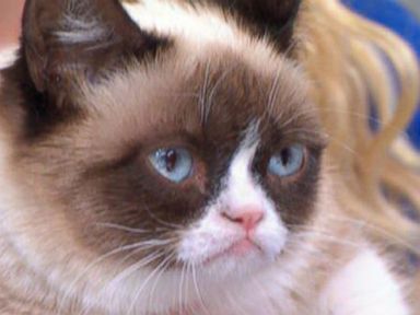 VIDEO: Aubrey Plaza to Voice Grumpy Cat in Lifetime's Holiday Movie