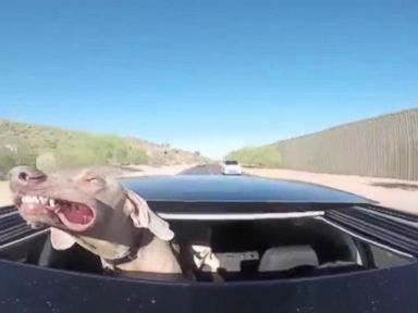 VIDEO: Dog Cruises Out of Sunroof