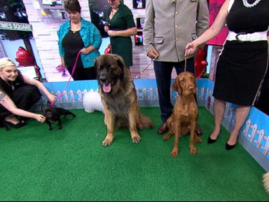 VIDEO: 1st Look at New Breeds Coming to Westminster Dog Show