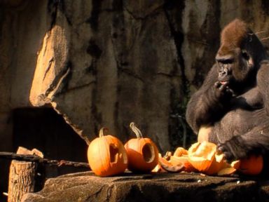 VIDEO: Gorillas Snack on Pumpkins