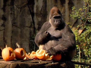 VIDEO: Gorillas Go Wild at Pumpkin Party