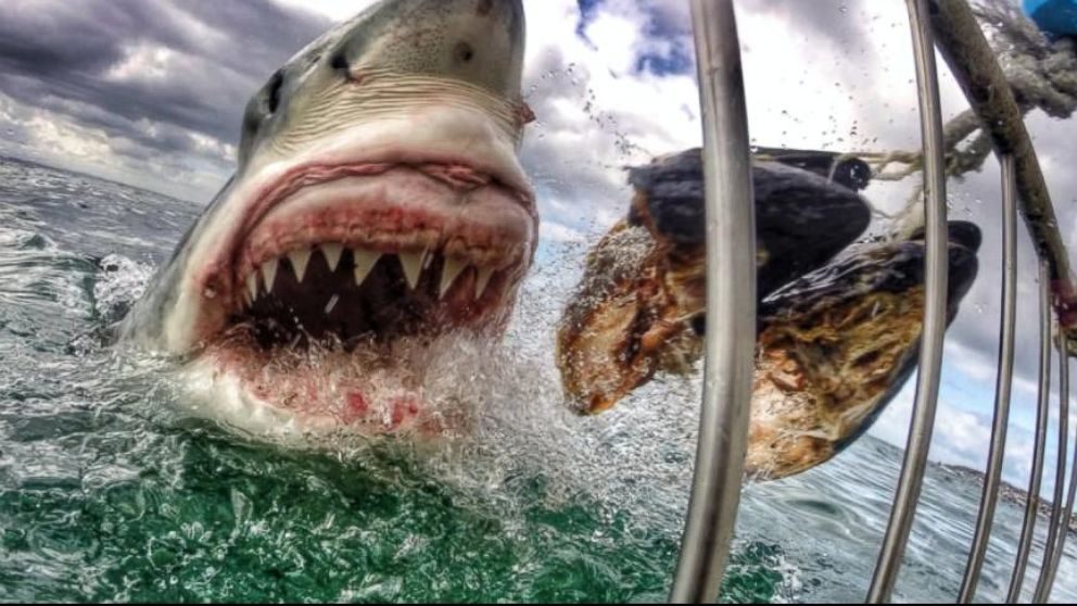 jaw snapping great white shark