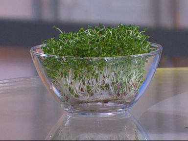 VIDEO: Broccoli Sprout Extract May Help Treat Autism Symptoms