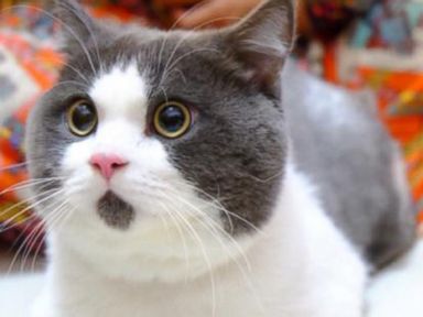 VIDEO: See the Cat That Looks Perpetually Surprised 