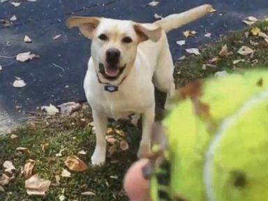 VIDEO: Dog is Thrilled to Play in Pile of Autumn Leaves