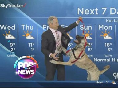 VIDEO: Dog Takes on Weatherman on Air