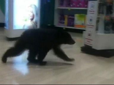 VIDEO: Black Bear Spotted in Drugstore