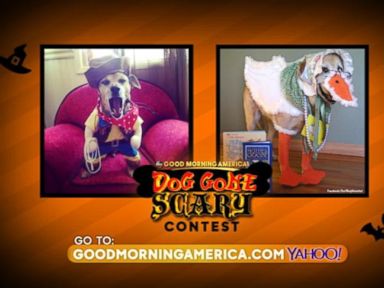 VIDEO: 'GMA' Dog Gone Scary Contest: Vote for Your Favorite Dog Costume!