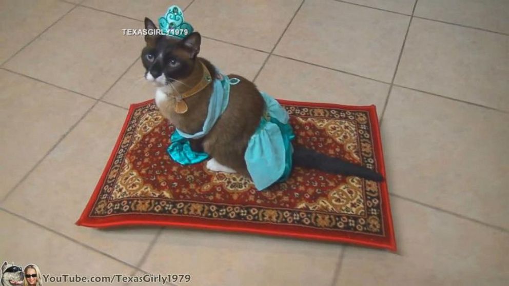 Video Cat in Princess Jasmine Costume Rides Magical Flying Carpet - ABC News