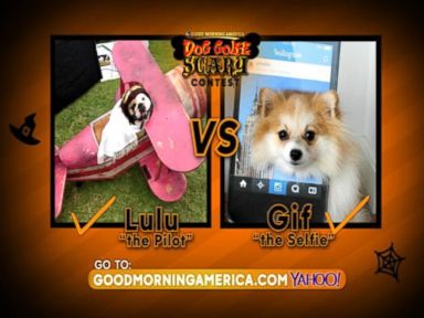 VIDEO: 'GMA' Dog Gone Scary Contest: Lulu the Pilot vs Gif the Selfie